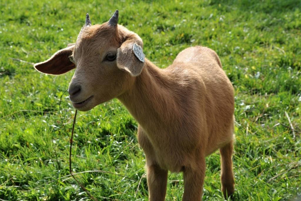 2 - botanicus-hospodarska-zvirata-123.jpg