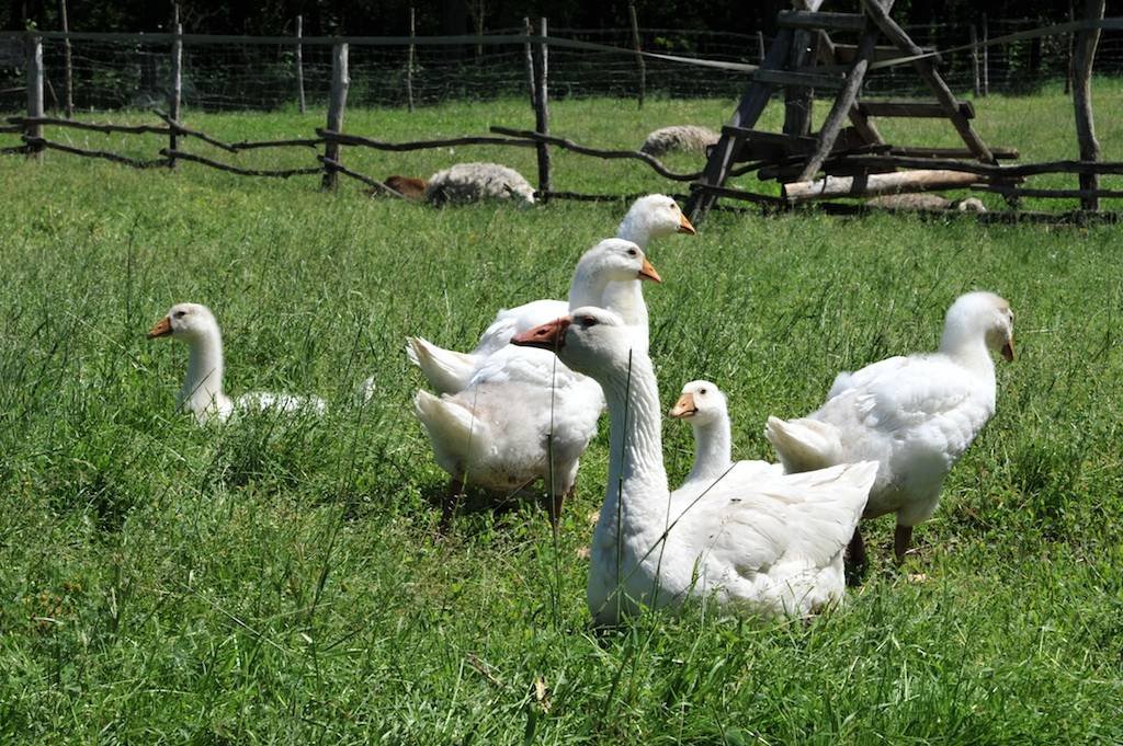 3 - botanicus-hospodarska-zvirata-361.jpg