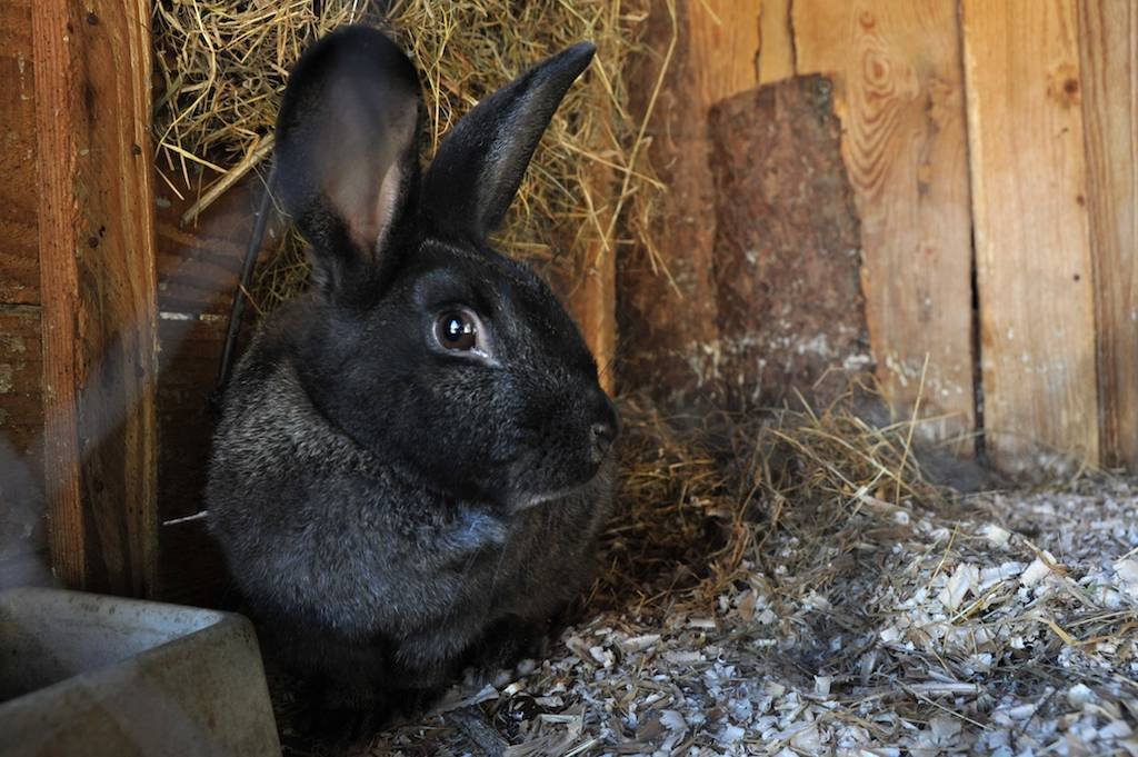 4 - botanicus-hospodarska-zvirata-362.jpg