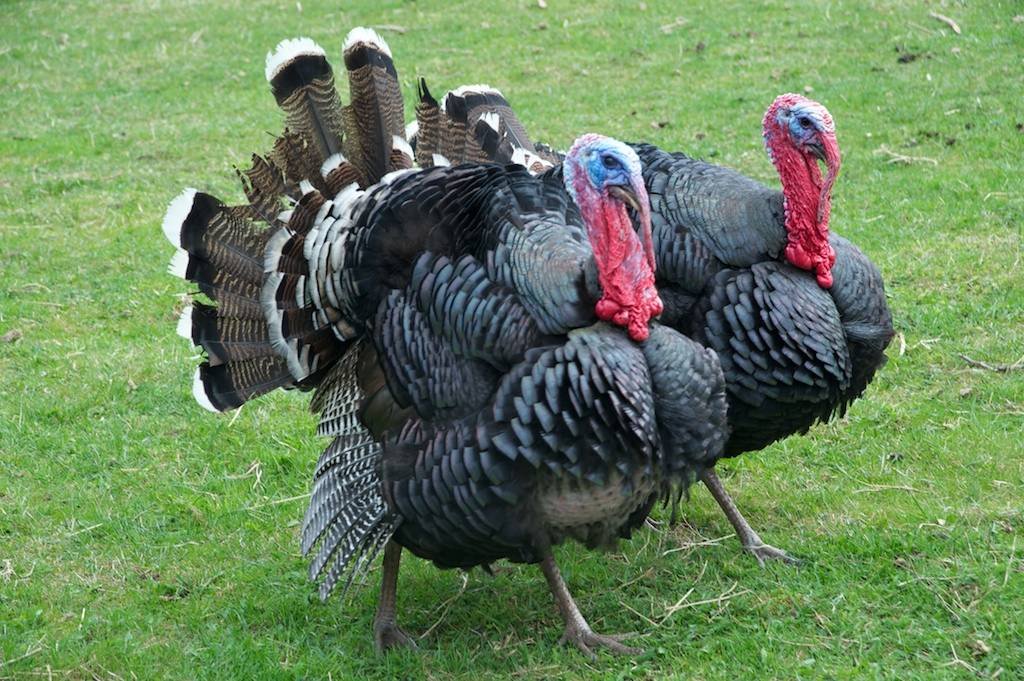 1 - botanicus-hospodarska-zvirata-97.jpg