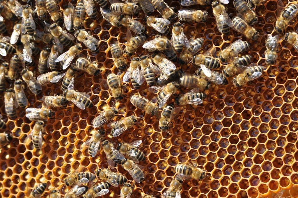 1 - botanicus-vcely-med-101.jpg