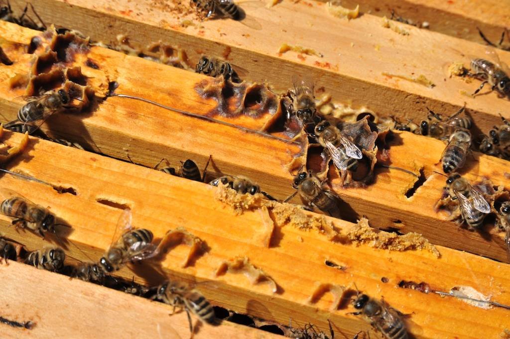 2 -botanicus-vcely-med-363.jpg