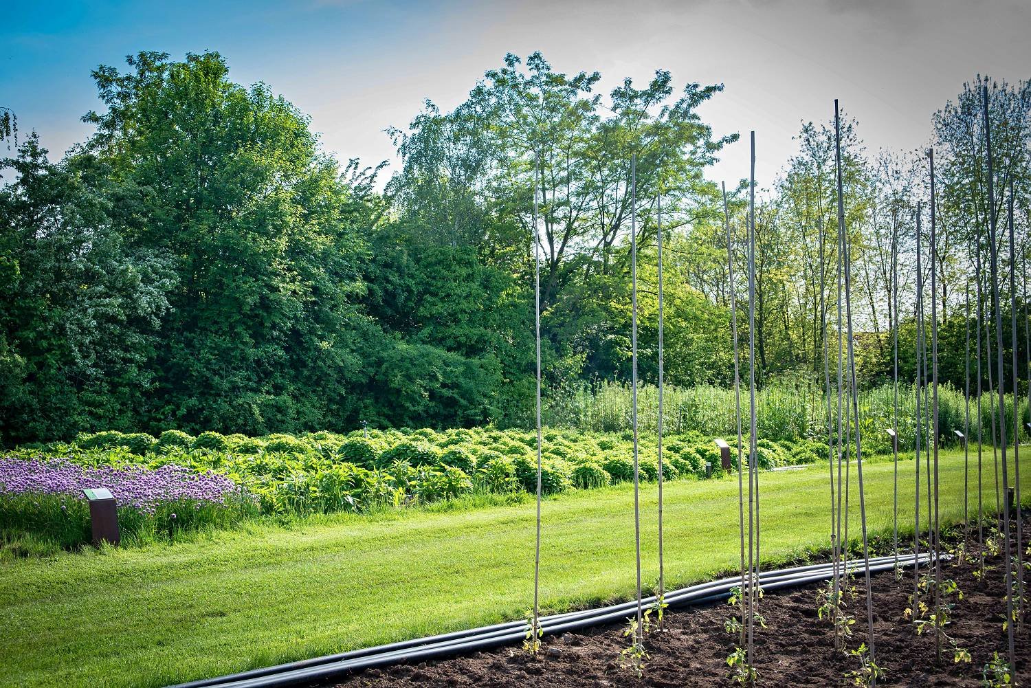 2 - botanicus-bylinky-a-koreni-1327.jpg