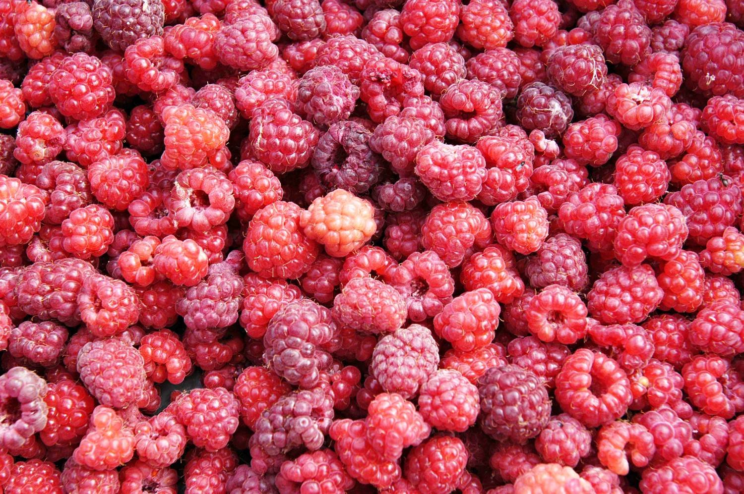 1 - botanicus-maliny-380.jpg