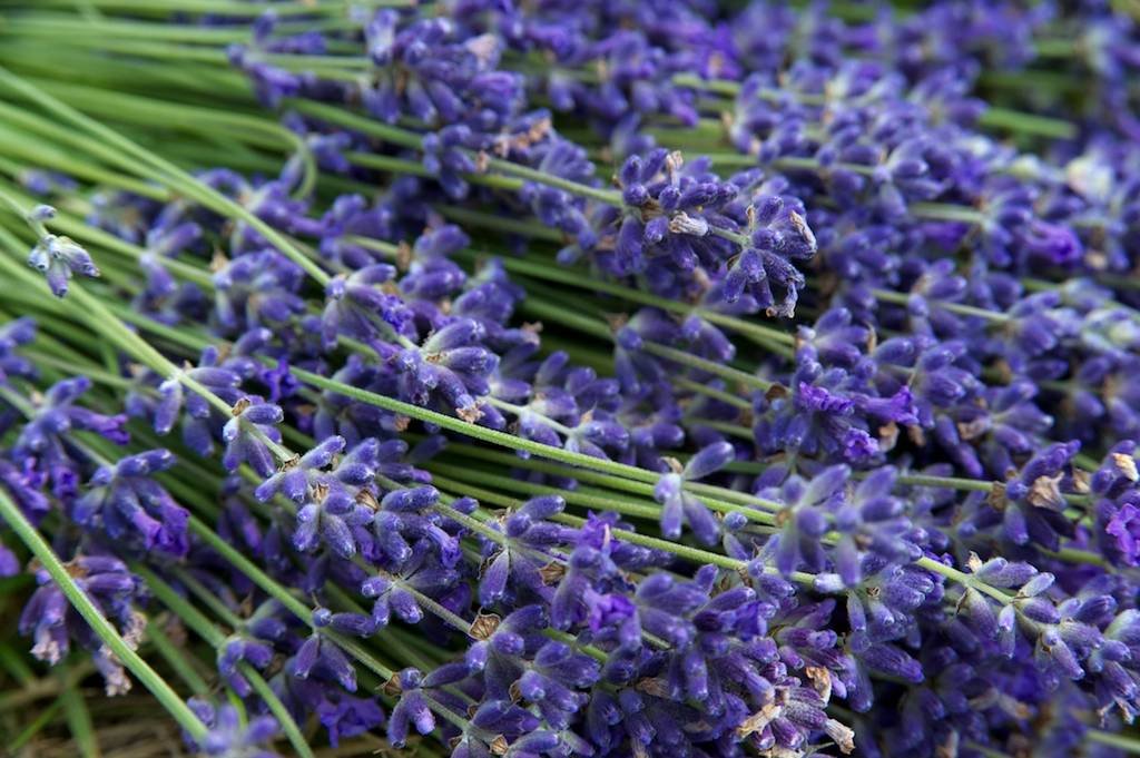 1 - botanicus-levandule-106.jpg