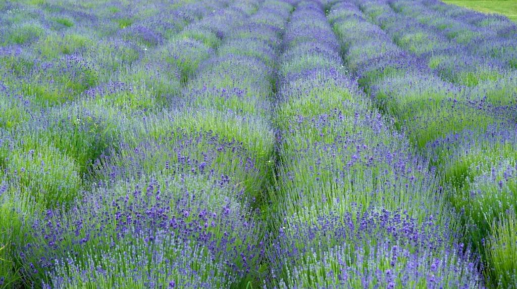 2 - botanicus-levandule-376.jpg