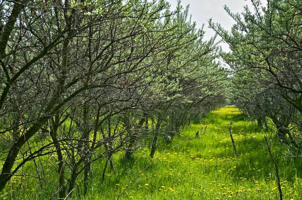 2 - botanicus-sad-rakytniku-resetlakoveho-131.jpg