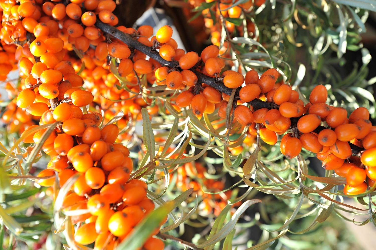 1 - botanicus-sad-rakytniku-resetlakoveho-381.jpg