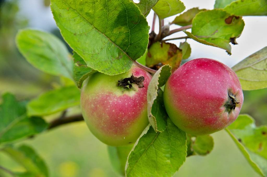 2 - botanicus-sad-ovocnych-drevin-378.jpg