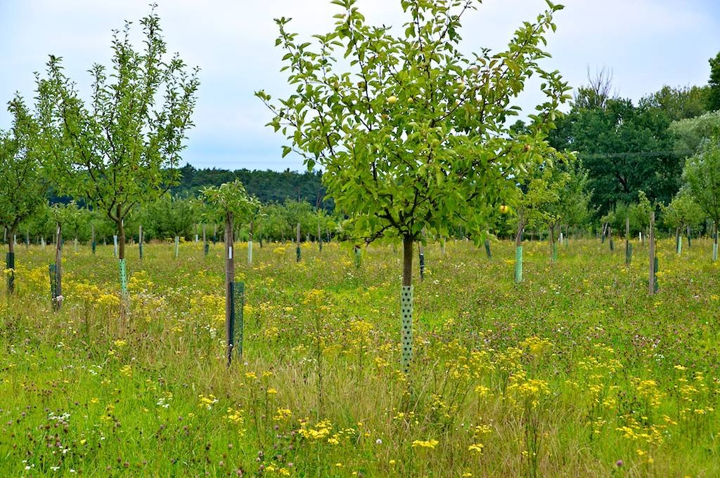 1 - botanicus-sad-ovocnych-drevin-379.jpg